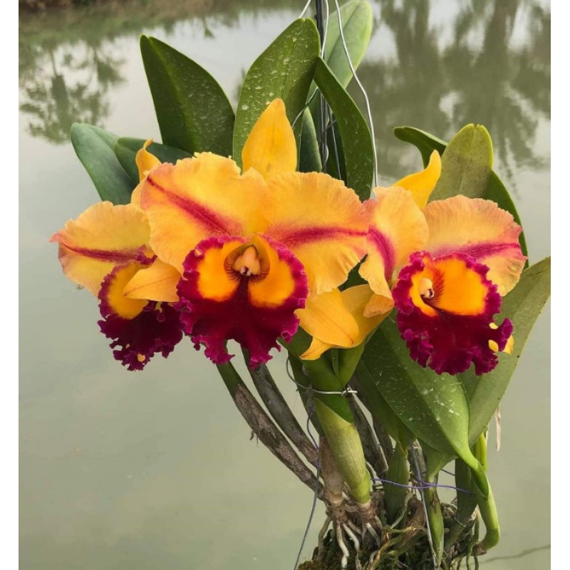 Орхiдея Rlc. Siam Fancy Scarlet Needle - купити, доставка Україна